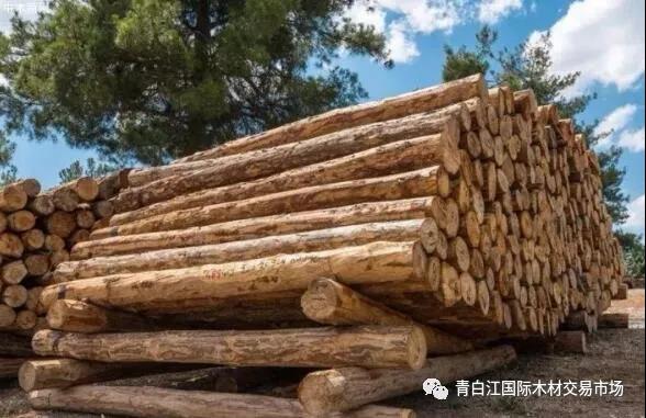 【木材資訊】 今年我國國內(nèi)木材缺口或將達到2億立方